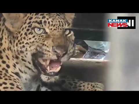 Leopard Stuck In Metal Vessel, Rescued After Five-Hour Ordeal In Maharashtra