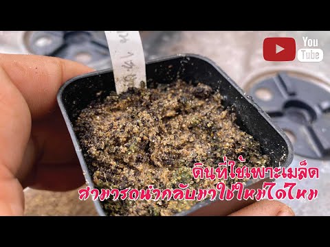 🌵ดินที่ใช้เพาะเมล็ด-สามารถนำกล 🌵ดินที่ใช้เพาะเมล็ด-สามารถนำกล
