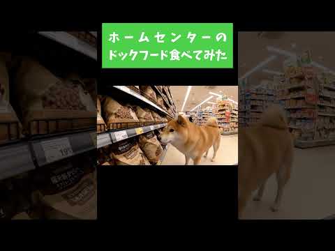 柴犬のおねだりルーティーン