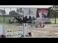 Show jumping horse Competitieve 7 jarige merrie uit top moederlijn te koop