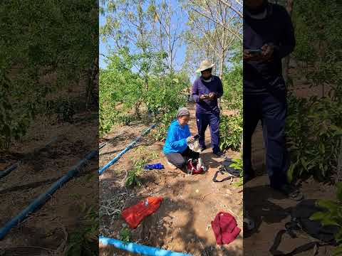 เเกล้งเมียรับโทร