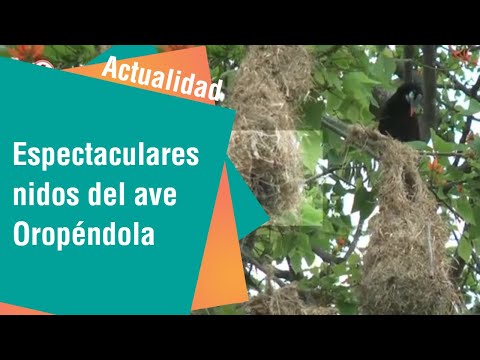 Los espectaculares nidos del ave Oropéndola | Actualidad