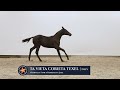 Dressage horse Veelbelovende veulens uit Texelse stam