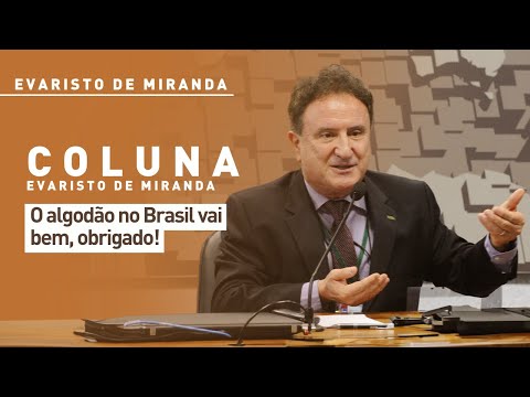 O algodão no Brasil vai bem, obrigado!