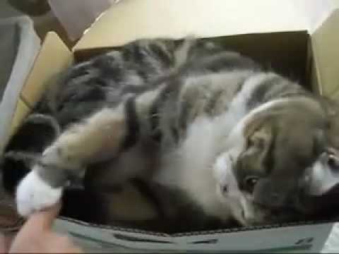 Video: Katės... - Ir kas sako kad nebūna keistų kačių :D