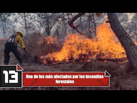 Uno de los más afectados por los incendios forestales