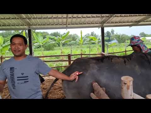 ลัมปี-สกิน-มันมาแล้ว-ป้องกันโด ลัมปี-สกิน-มันมาแล้ว-ป้องกันโด
