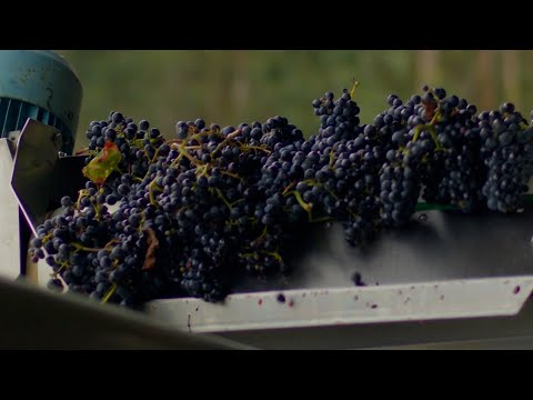Este sábado llega a La Tele Otra Cosecha, un documental sobre el proceso vitivinícola del país