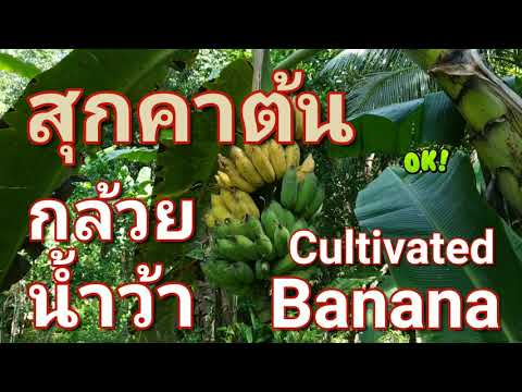 กล้วยน้ำว้าสุกคาต้น|Cultivat