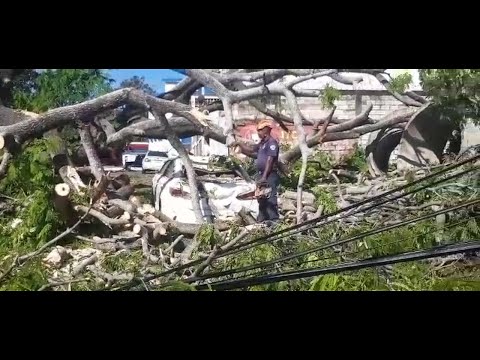 Árbol caído en Los Ríos destruyó yipeta que estaba en un taller