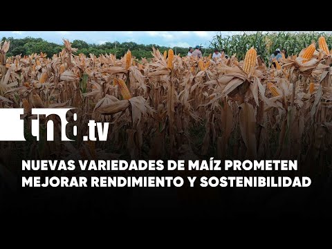 ¡Innovación agropecuaria! Dos nuevas variedades de maíz para productores