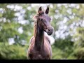 Cheval de dressage Indian Rock x Netto (Negro) x Lord Leatherdale INCL VIDEO