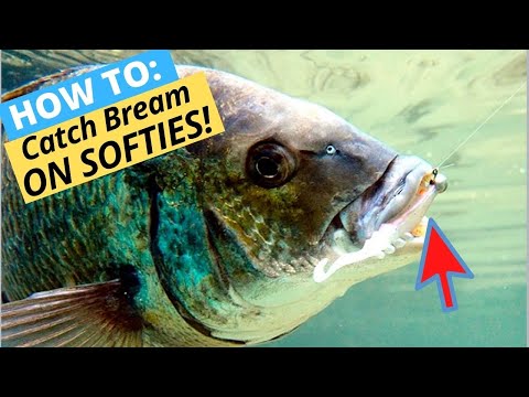 how to catch your first bream on a soft plastic