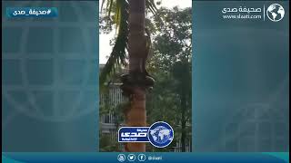 ثعبان ضخم يتسلق نخلة