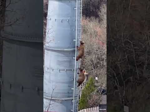 Curious bear cubs scale ladder of towering ski lift #Shorts