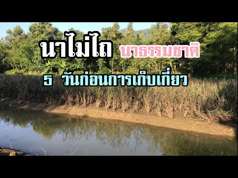 นาไม่ไถนาธรรมชาติ5วันสุดท้า