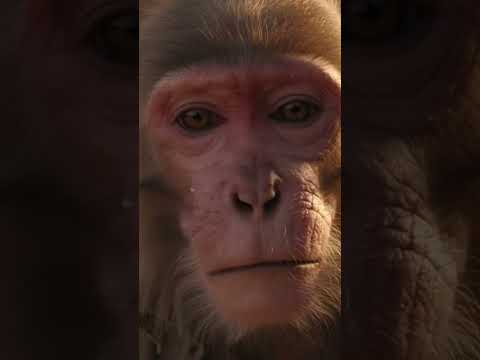 A Human Heart in a Monkey’s Body | Emotional Realistic Short Film”