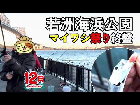 12月後半「若洲海浜公園」マイワシはまだ釣れるのか！？ 秋のマイワシ祭りに乗り遅れた探検隊の釣果はまさかの・・