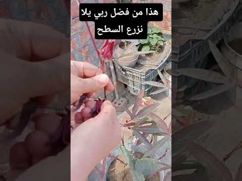 يلا نزرع السطح #قراقيش_فود #اكسبلور