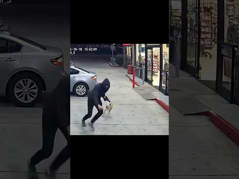 Dog Outsmarts Masked Robber 😭🐕💨