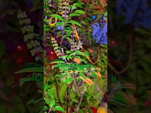 मेरे अँगना की तुलसी 🙏🌺#bhakti #vrindavan #radharani #radheshyaam #viral #shorts #ytshorts#yt