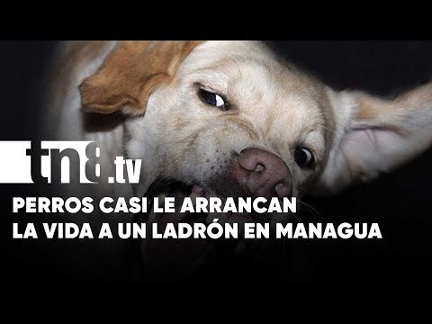 Feroz ataque de perros casi le cuesta la vida a un ladrón en Managua - Nicaragua