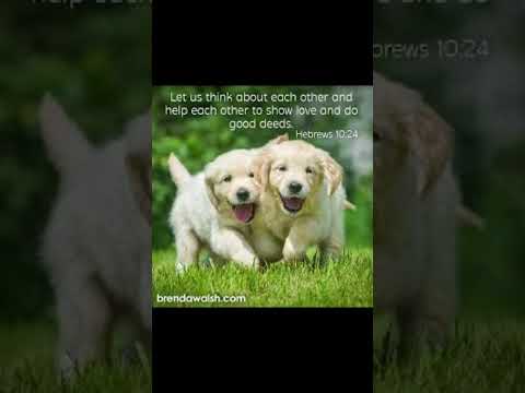 #dog #dailybibleverse #christianmusic #petlover