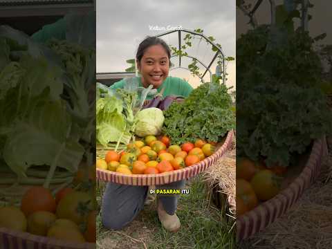 Berkebun di rumah ga hanya untuk menghasilkan bahan pangan #kebun #berkebun #garden #homegarden