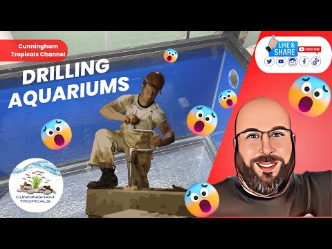 Want to drill your aquariums?  Watch this!! Come along as we drill a couple 33 long aquariums to replace a couple leaky 40 longs.  

Link to dri