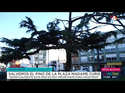 Vespertinas - Salvamos el pino de la Plaza Madame Curie