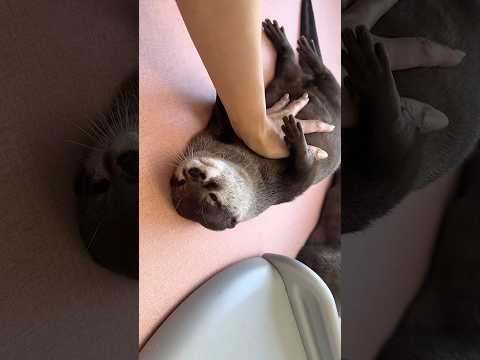 夏バテのカワウソにパワー注入！ #shorts