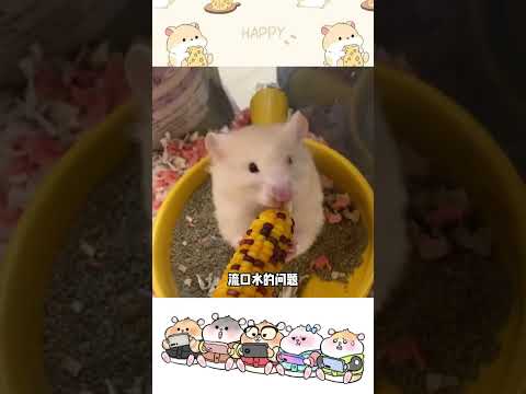 The hamster has no teething stick and will eat the cage sooner or later#Cute Pet Debut Pla