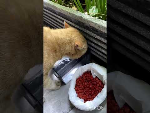 SEDEKAH KEPADA KUCING WAKTU SUBUH SANGATLAH ISTIMEWA