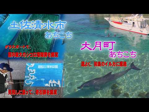 土佐清水市竜串でグラスボートに乗ってシコロ珊瑚観賞と見残しの観光を行い、大月町柏島では2頭のイルカに遭遇しまして時間を忘れていました。