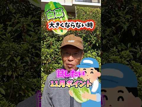 家庭菜園や農園の白菜栽培で大きくならない時に試したい11月の秘訣!【農家直伝】#shorts