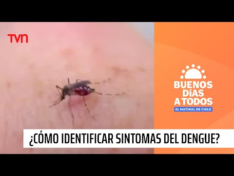 ¿Cómo identificar los síntomas del dengue? | Buenos días a todos