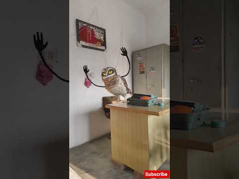 funny owl dancing #owl #dance#catdance #cat #funny #memes #love #comedy #viral #shorts