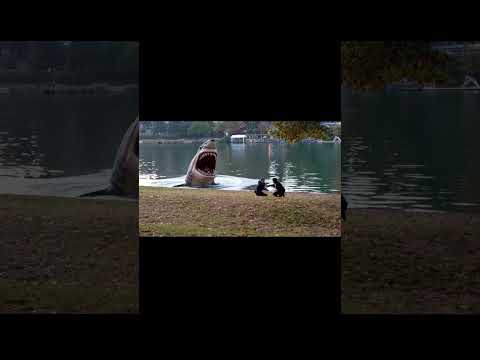 A Giant Shark swim into the Po Turin River?