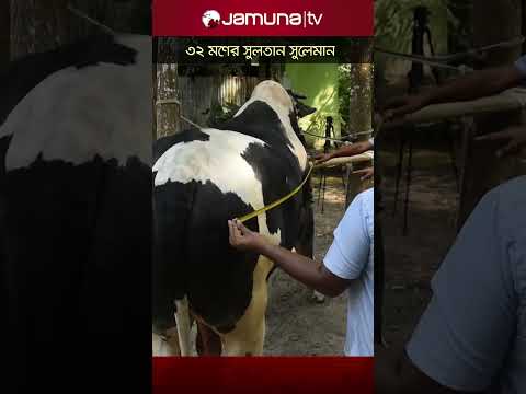 ৩২ মণের সুলতান সুলেমান #pabna_news  #cow  #jamunatv