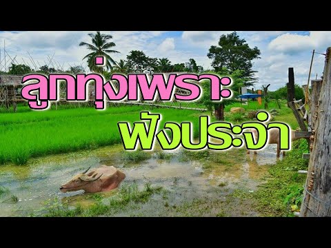 รวมเพลงลูกทุ่งเพราะ-ฟังเป็นประ รวมเพลงลูกทุ่งเพราะ-ฟังเป็นประ