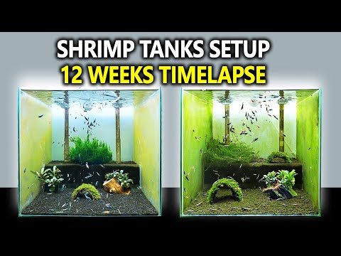 3 Breeding Shrimp Tanks Setup for Caridina (Step b In this video I'm setting up 3 breeding shrimp tanks with undergravel filters for high-end Caridina.
