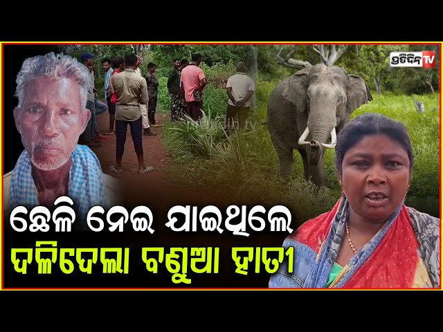 ଜଙ୍ଗଲକୁ ଛେଳି ଚରେଇବା ପାଇଁ ଯାଇଥିଲେ ଦଳିଦେଲା ବଣୁଆଁ ହାତୀ ! Old Man Death in Elephant Attack , Keonjhar