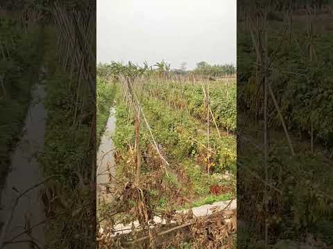 Luống Dưa .Luống Cà Chua Của Người Nông Dân #shorts | Qua Miền Tây Bắc