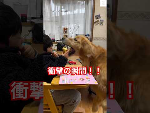 衝撃瞬間‼️ 一瞬で全部持ってかれた😂　　　#ゴールデンレトリバー #犬　#大型犬　#犬のいる暮らし #面白い サムネイル