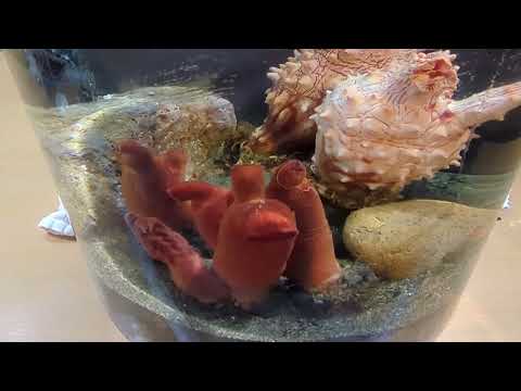 猫の動画サムネイル - 海のパイナップル(マボヤ)と海のモモ(アカボヤ)のお話