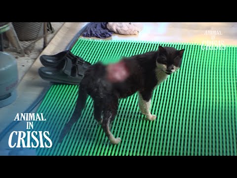 Cat Was Attacked And It's Spine Is Showing... l Animal in Crisis Ep 407