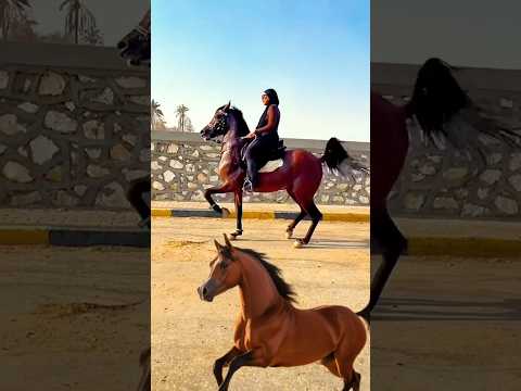 Horse riding #horse #horseriding #equestrian #equestrianjourney