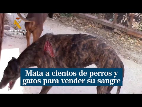 Un empresario veterinario mata a cientos de perros y gatos para vender su sangre