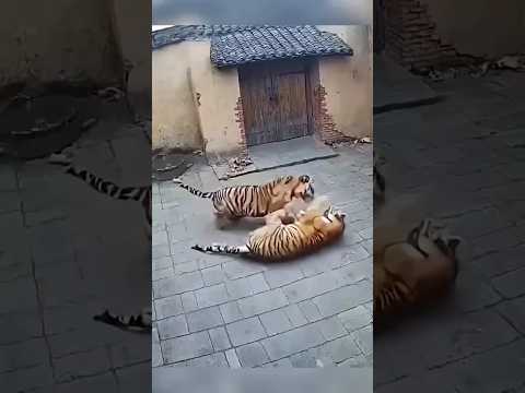 বাঘ বিড়াল কে দেখে ভয়ে পালায়। #tiger #cat #animals
