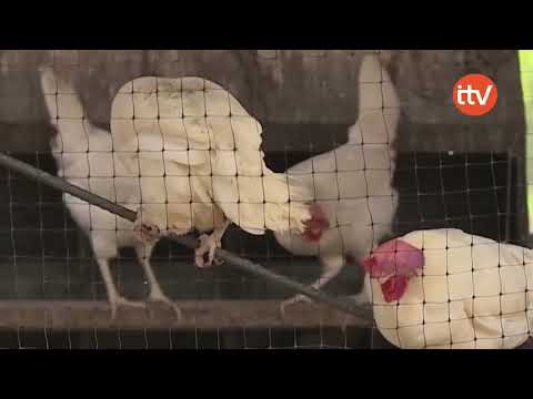 Declaran alerta debido a gripe aviar por 6 meses